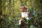 lying Australian Shepherd