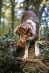 Australian Shepherd