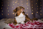 lying Australian Shepherd
