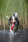 running Australian Shepherd