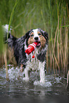 running Australian Shepherd