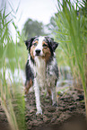 standing Australian Shepherd