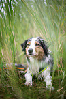 lying Australian Shepherd