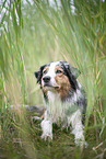 lying Australian Shepherd