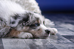 lying Australian Shepherd