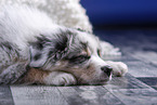 lying Australian Shepherd