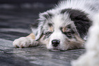 lying Australian Shepherd