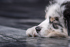 lying Australian Shepherd