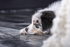 lying Australian Shepherd