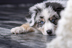 lying Australian Shepherd
