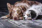 Australian Shepherd with puppy