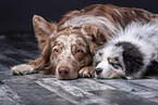 Australian Shepherd with puppy