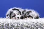 lying Australian Shepherd