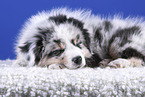 lying Australian Shepherd