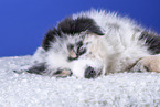 lying Australian Shepherd