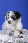 lying Australian Shepherd