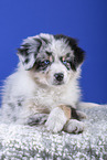 lying Australian Shepherd