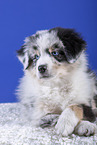 lying Australian Shepherd