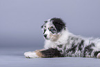 lying Australian Shepherd