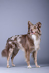 standing Australian Shepherd
