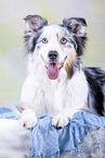 lying Australian Shepherd