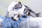 lying Australian Shepherd