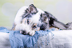 lying Australian Shepherd