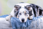 lying Australian Shepherd