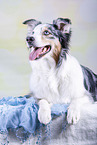 lying Australian Shepherd