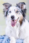 lying Australian Shepherd