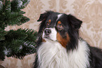 Australian Shepherd Portrait