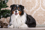 lying Australian Shepherd