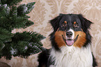 Australian Shepherd Portrait