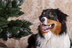 Australian Shepherd Portrait