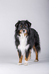 fizzy Australian Shepherd