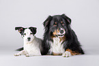 fizzy Australian Shepherd