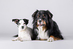 fizzy Australian Shepherd