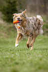Australian Shepherd on the meadow