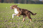 running Australian Shepherd