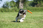 Australian Shepherd on the meadow