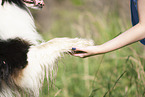 Australian Shepherd