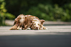 lying Australian Shepherd