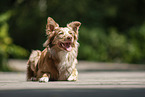 lying Australian Shepherd