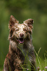 Australian Shepherd Portrait