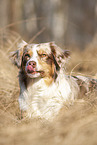 lying Australian Shepherd