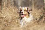 lying Australian Shepherd