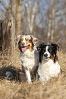 Australian Shepherds