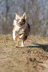 running Australian Shepherd