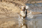 running Australian Shepherd