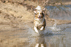running Australian Shepherd